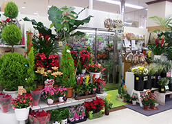 新花 花菜たんぽぽ店の写真